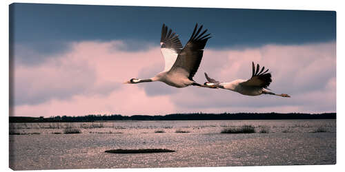 Canvas print Sweden - cranes at Lake Hornborga