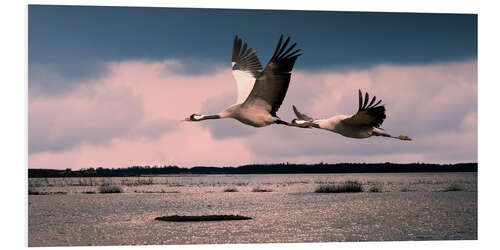 Bilde på skumplate Sweden - cranes at Lake Hornborga