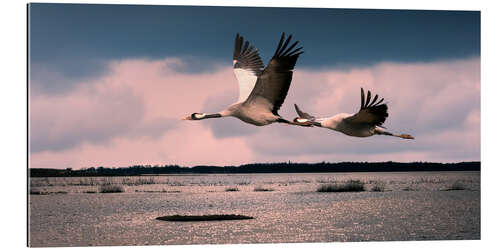 Tableau en plexi-alu Grues au lac Hornborga, Suède