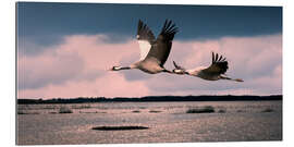 Quadro em plexi-alumínio Sweden - cranes at Lake Hornborga