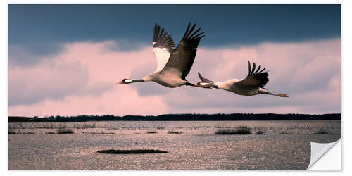 Selvklebende plakat Sweden - cranes at Lake Hornborga