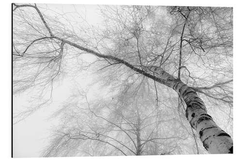 Tableau en aluminium Bouleau dans la brume