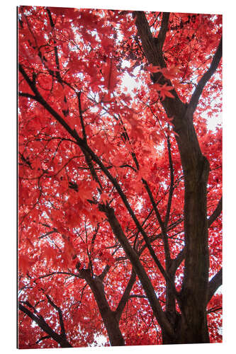 Gallery Print Japanischer Ahorn