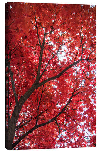 Canvas print Vuur rood