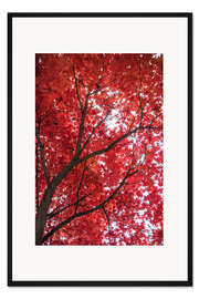 Gerahmter Kunstdruck Feuerrot