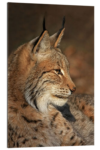 Galleritryk lynx