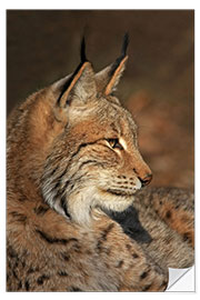 Wandsticker Luchs