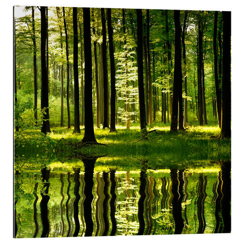 Gallery Print Waldsee