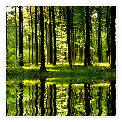 Poster Lac en forêt 