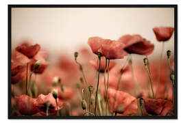 Gerahmter Kunstdruck Mohnblumen IV