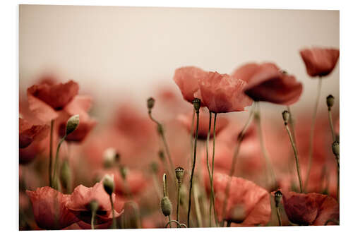 PVC-taulu Poppies IV