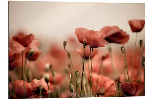 Gallery print Poppies IV