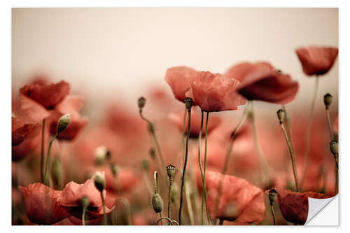 Sisustustarra Poppies IV
