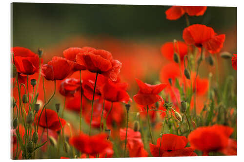 Akrylbilde A Red Poppy Meadow