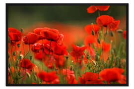 Gerahmter Kunstdruck Eine rote Mohnwiese