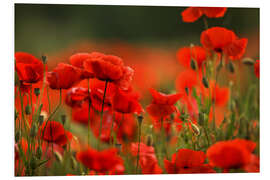 Foam board print A Red Poppy Meadow