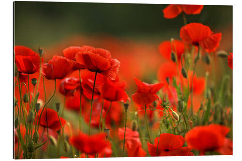 Gallery print A Red Poppy Meadow