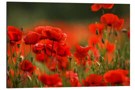 Magnettafel Eine rote Mohnwiese