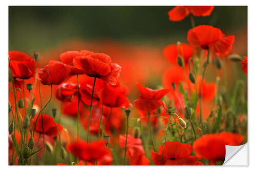 Sticker mural A Red Poppy Meadow