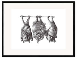 Framed art print Vampire - Owl and Two Bats