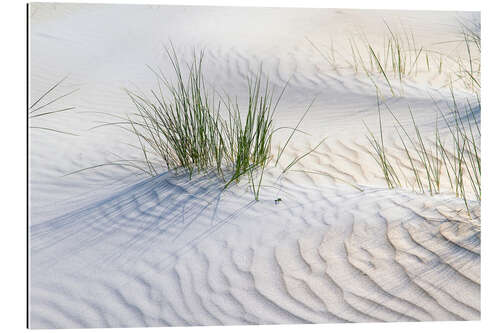 Gallery print Dunegrasses in the sand