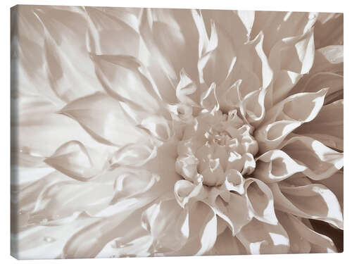 Canvas print Dahlia sepia