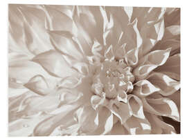 Foam board print Dahlia sepia