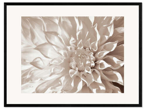 Inramat konsttryck Dahlia sepia