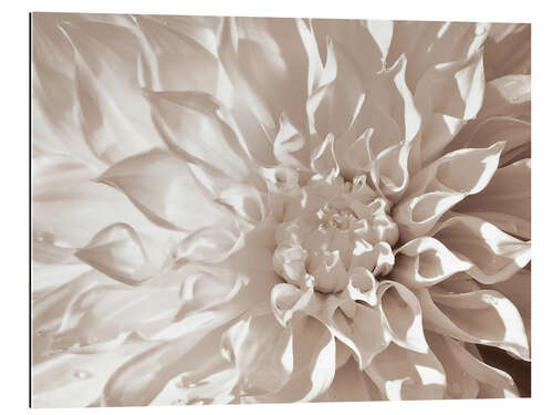 Galleritryk Dahlia sepia