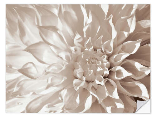 Wall sticker Dahlia sepia