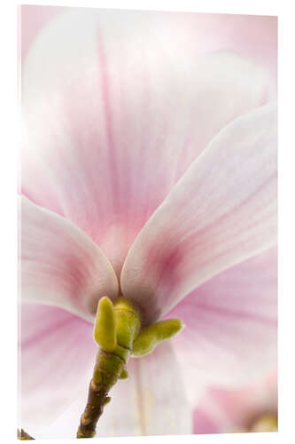 Acrylic print Magnolia III