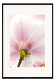Gerahmter Kunstdruck Magnolie III