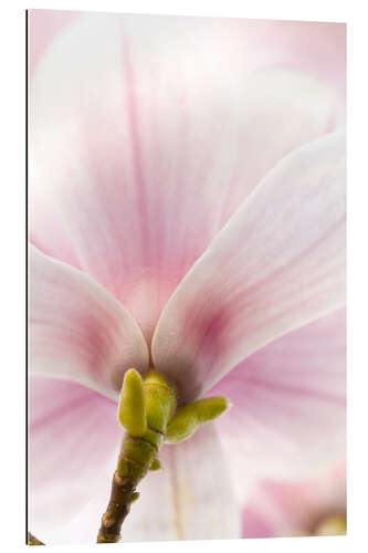 Gallery print Magnolia III