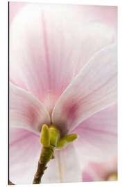 Magnettafel Magnolie III