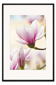 Gerahmter Kunstdruck Magnolie II