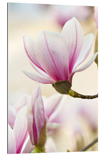 Gallery print Magnolia II