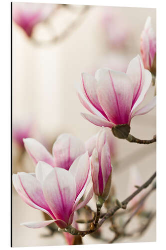 Aluminium print Magnolia I