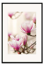 Gerahmter Kunstdruck Magnolie I