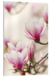 Gallery print Magnolia I