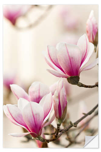 Wall sticker Magnolia I