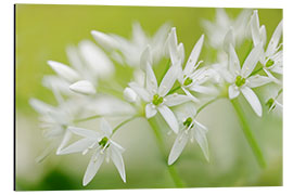 Aluminiumsbilde Ramsons