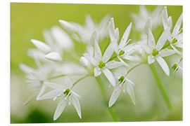 Foam board print Ramsons