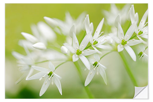 Vinilo para la pared Ramsons