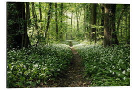 Print på aluminium Spring-Forest Ramsons