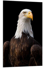 Alubild Weisskopfseeadler