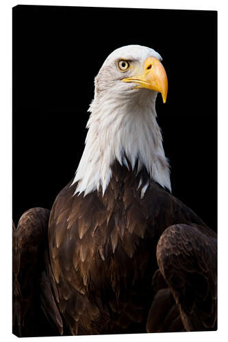 Lienzo Bald Eagle