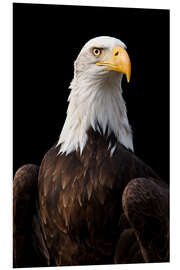 Foam board print Bald Eagle