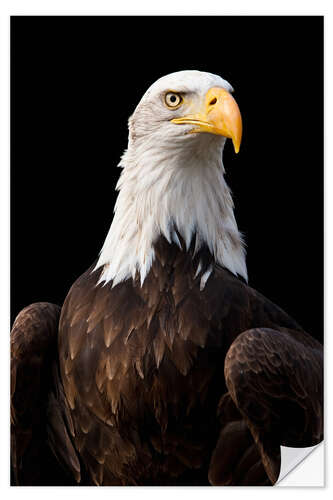 Selvklebende plakat Bald Eagle