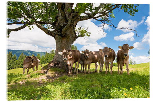 Quadro em acrílico Young Cows