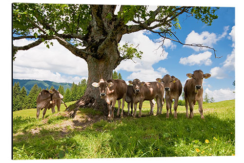 Aluminium print Young Cows